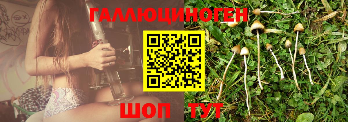 Химки  Псилоцибиновые грибы GOLDEN TEACHER  Вход с VPN 